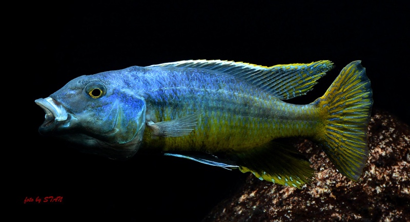 Taeniochromis holotaenia